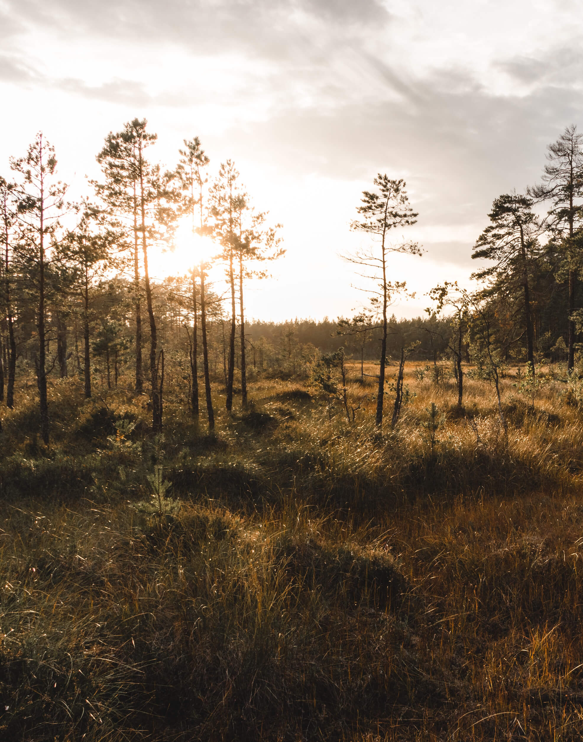 Sala Silvergruva hemsida i mobiltelefon
